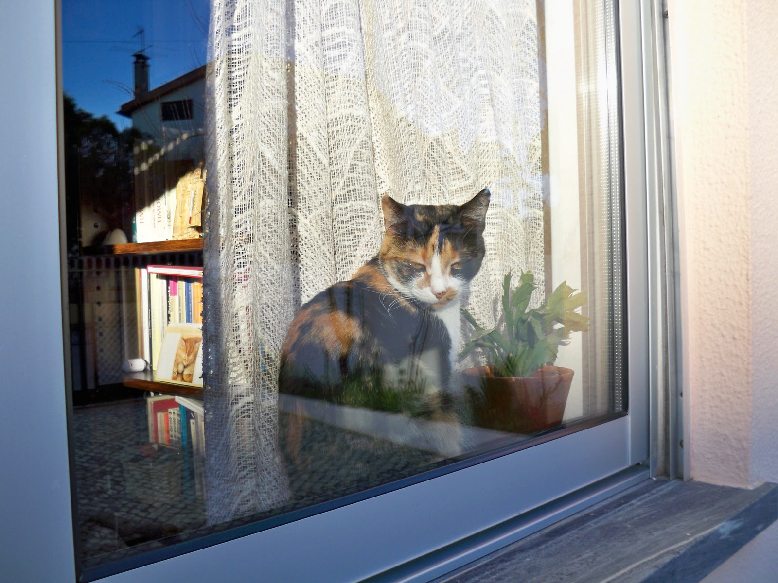 Sonhar Com Gato Pulando A Janela Rosa dos Ventos: O gato à sua janela