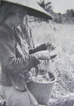 Woman Harvesting Wet Padi