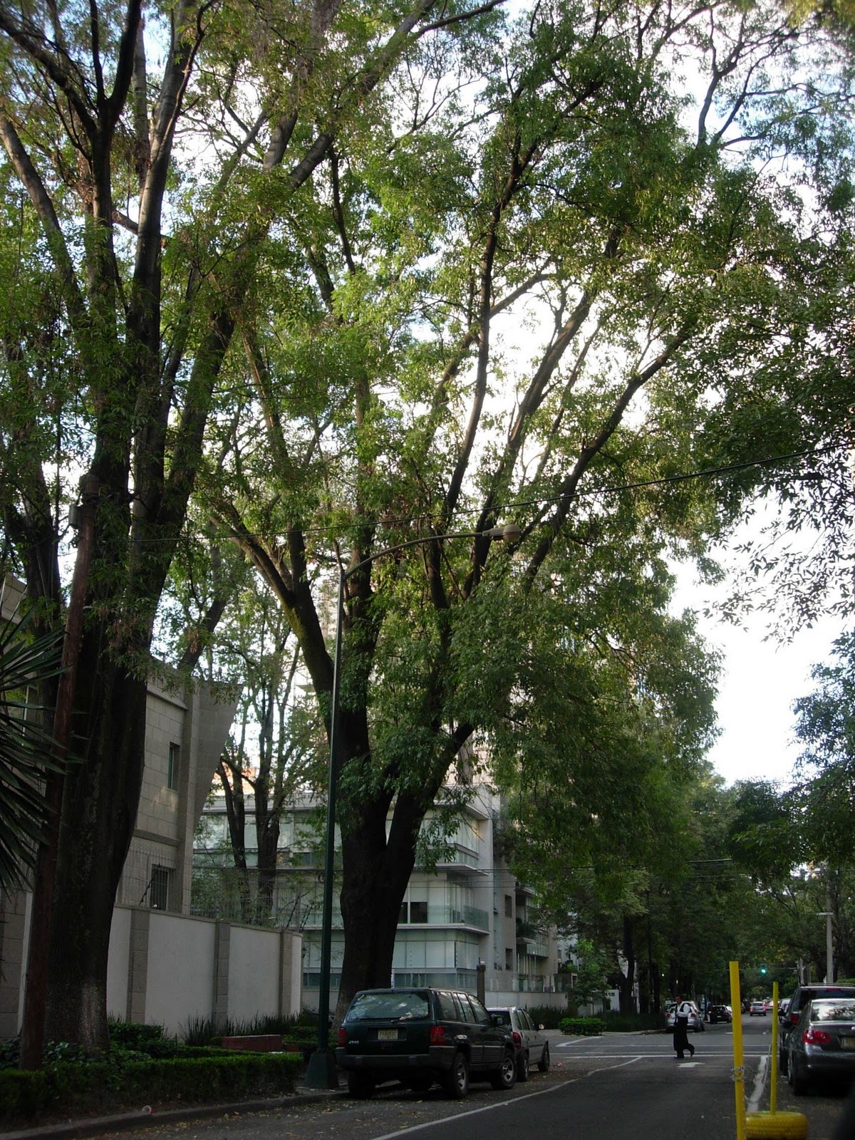 Siglo en la brisa: Árboles comunes de la ciudad de México (1/2)