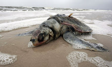 The Victims of BP's Greed Unlimited