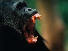 Chimps eat humans