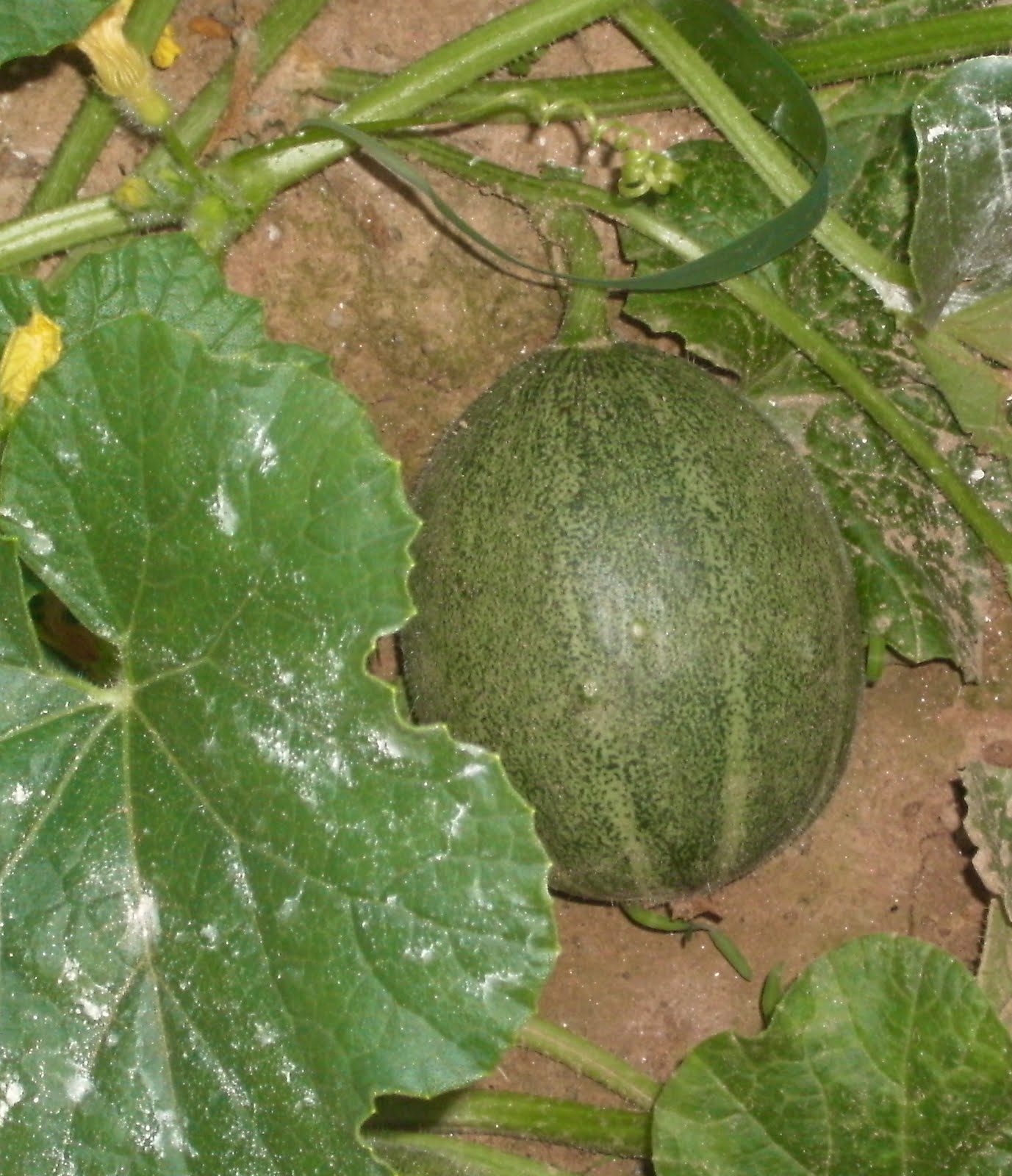 Skippin' Town July 2010