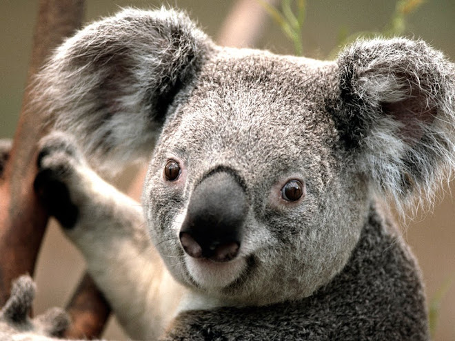 Koalas are my favorite animal.