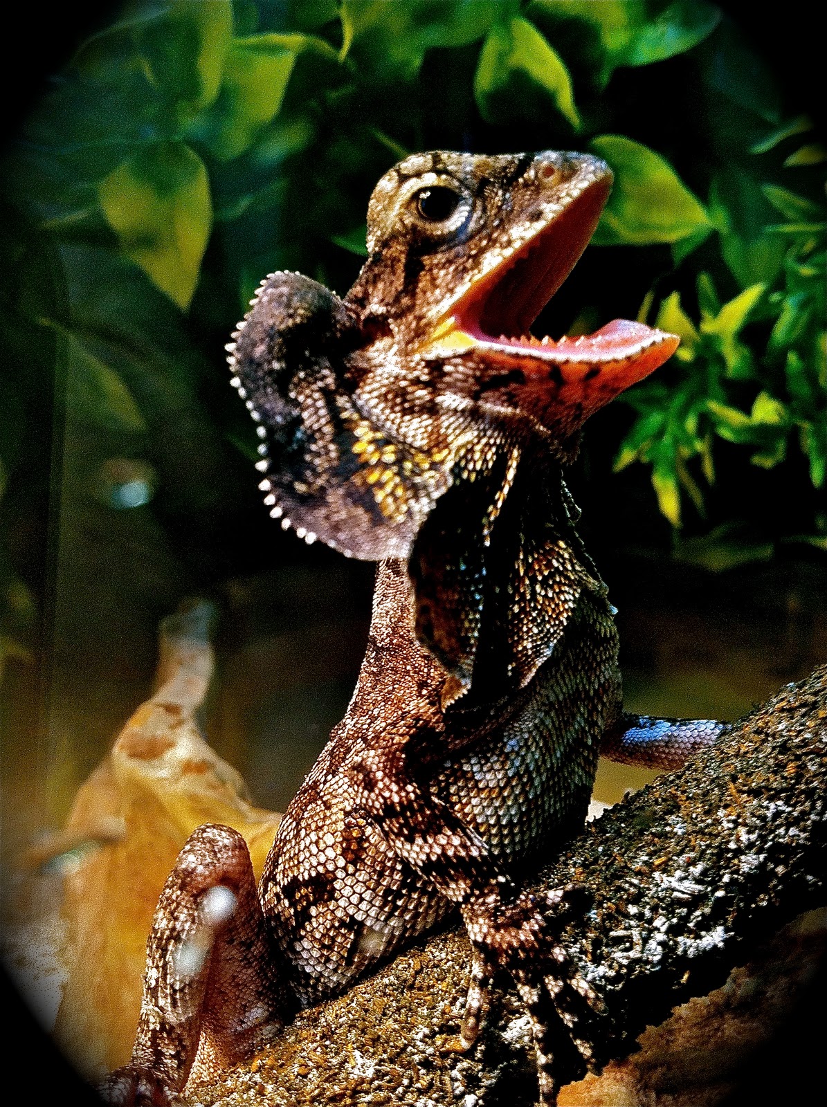 bearded-dragon-humidity-at-night-1.jpg