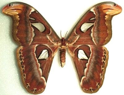 moth1.jpg
