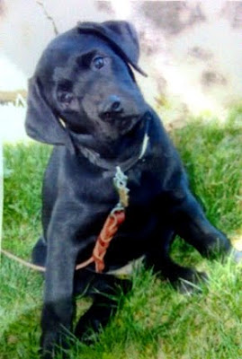 Guide Dog puppy Gannon