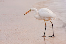 grote witte zilverreiger