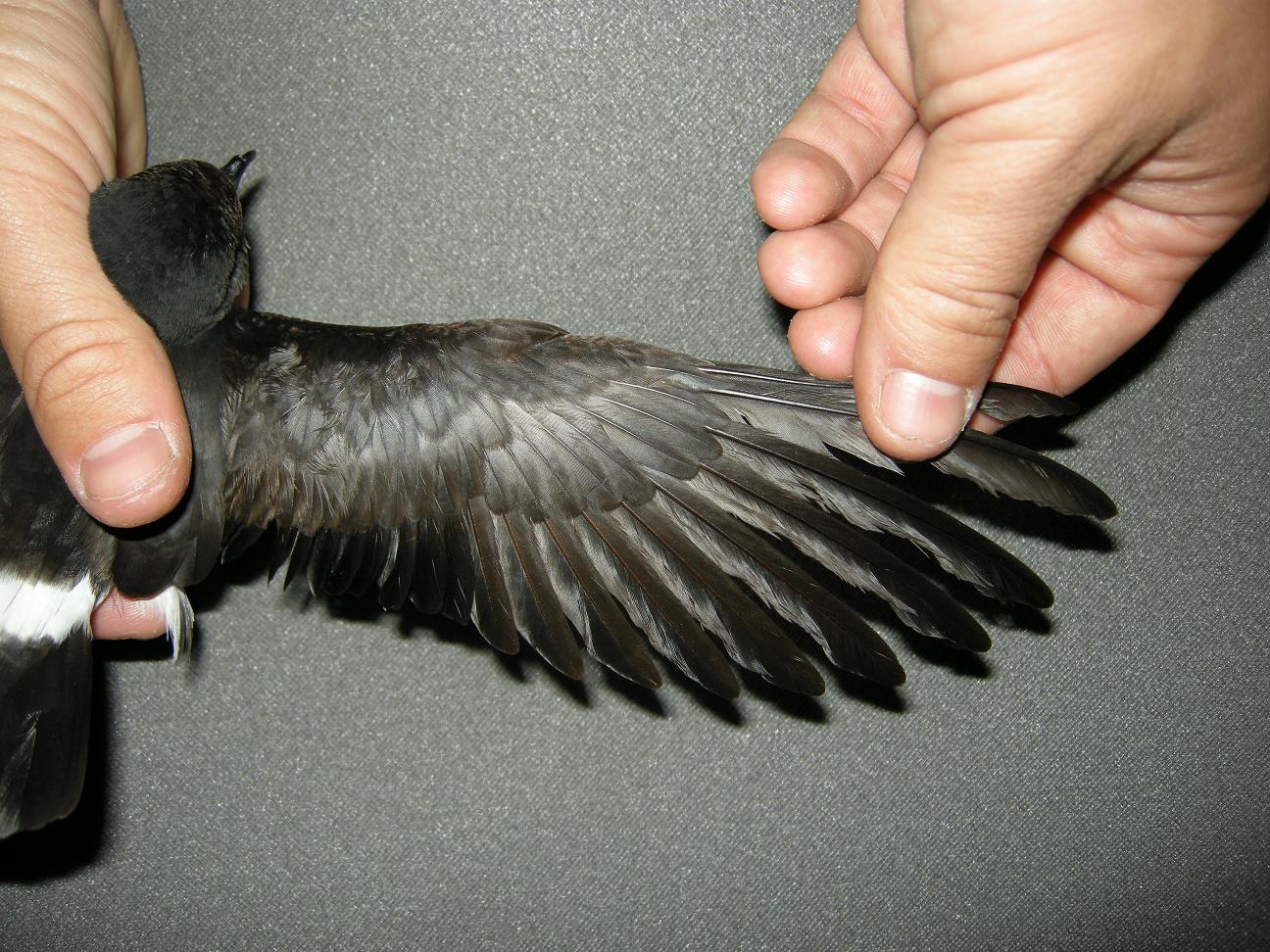 La bonuca de Odón Anillamiento científico de aves