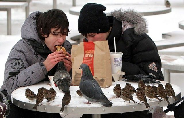 [bothersome_birds_08.jpg]