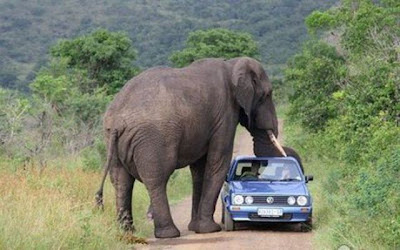 animals_attack_people_29.jpg