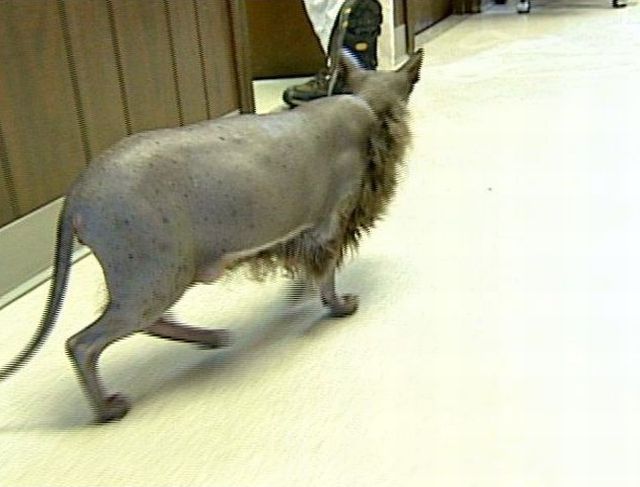 [worlds_ugliest_cat_07.jpg]