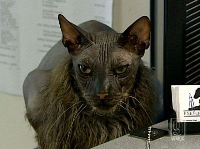 [worlds_ugliest_cat_05.jpg]