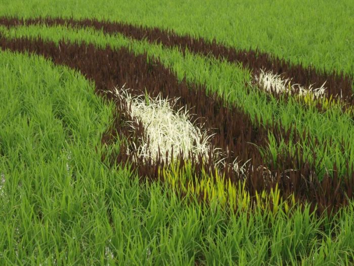 [Rice_Field_Art_07.jpg]