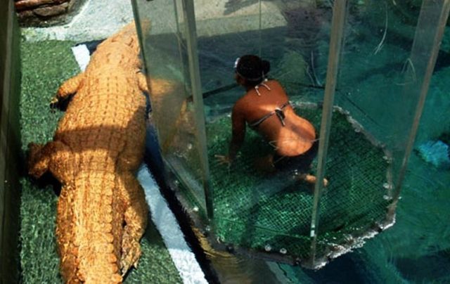 Gaiola da Morte, um encontro com crocodilos