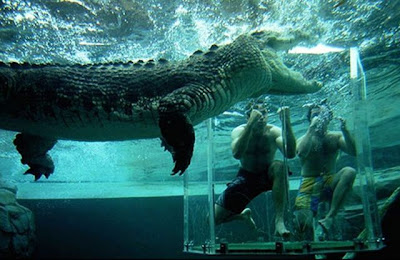 crocodile_cage_of_death_24.jpg