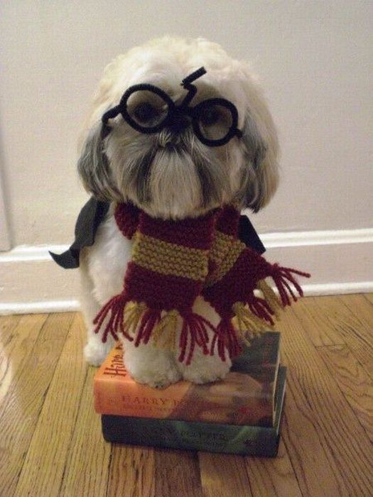 harry_potter_pets_20.jpg