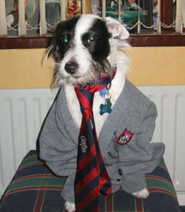 harry_potter_pets_05.jpg