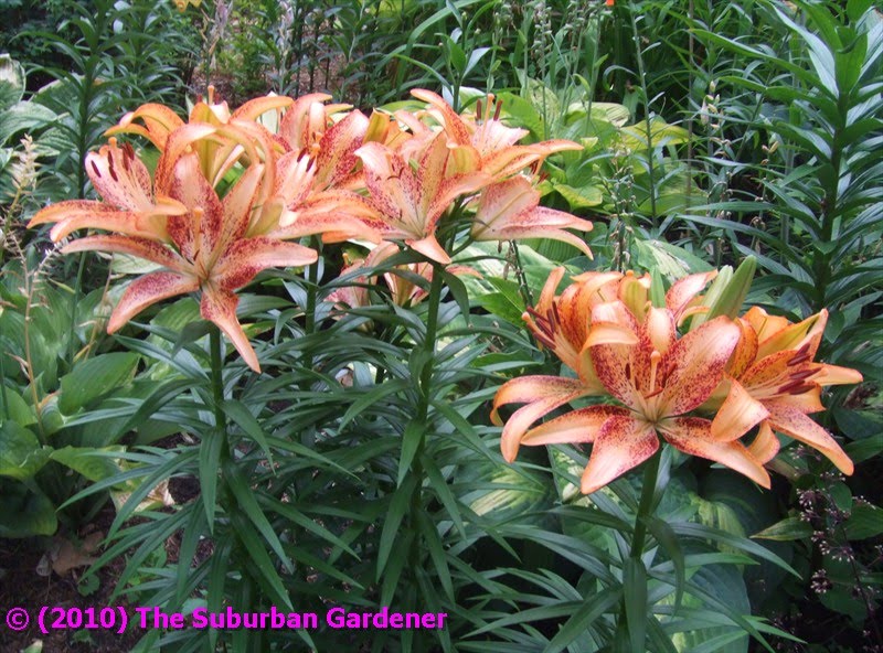 The Suburban Gardener LA Lily Kentucky