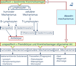 cancer: immune system and its components