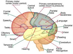 Brain map