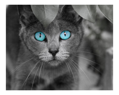 blue eyes. white cat with lue eyes