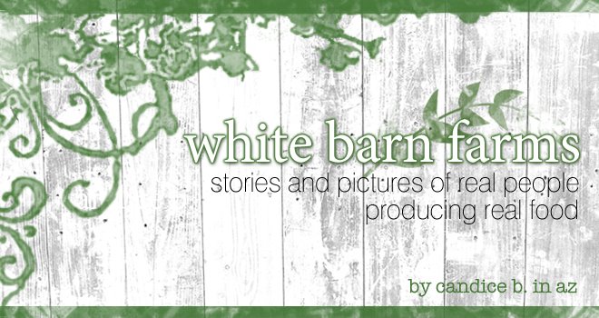 white barn farms