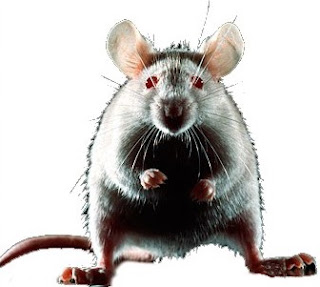 raton2.jpg