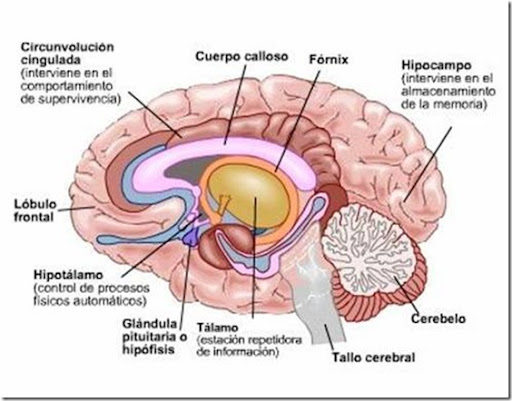 Resultado de imagen de blogspot, el cerebro