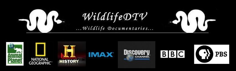WildlifeDTV
