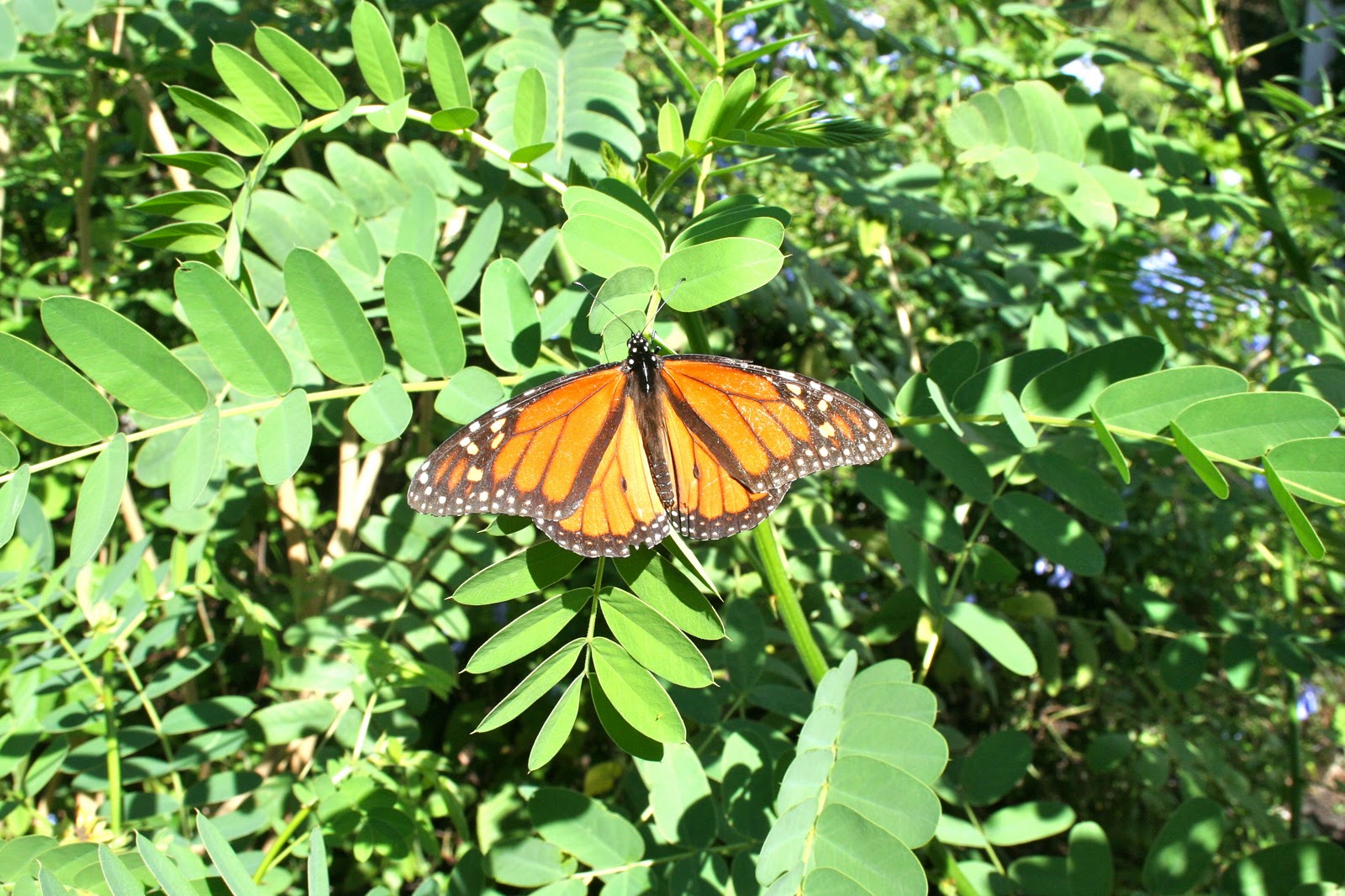Milkweed Gardens: Places: The Butterfly Garden at Harry P. Leu Gardens