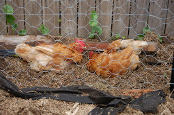 chicken making garden appealing visually construct fence beds