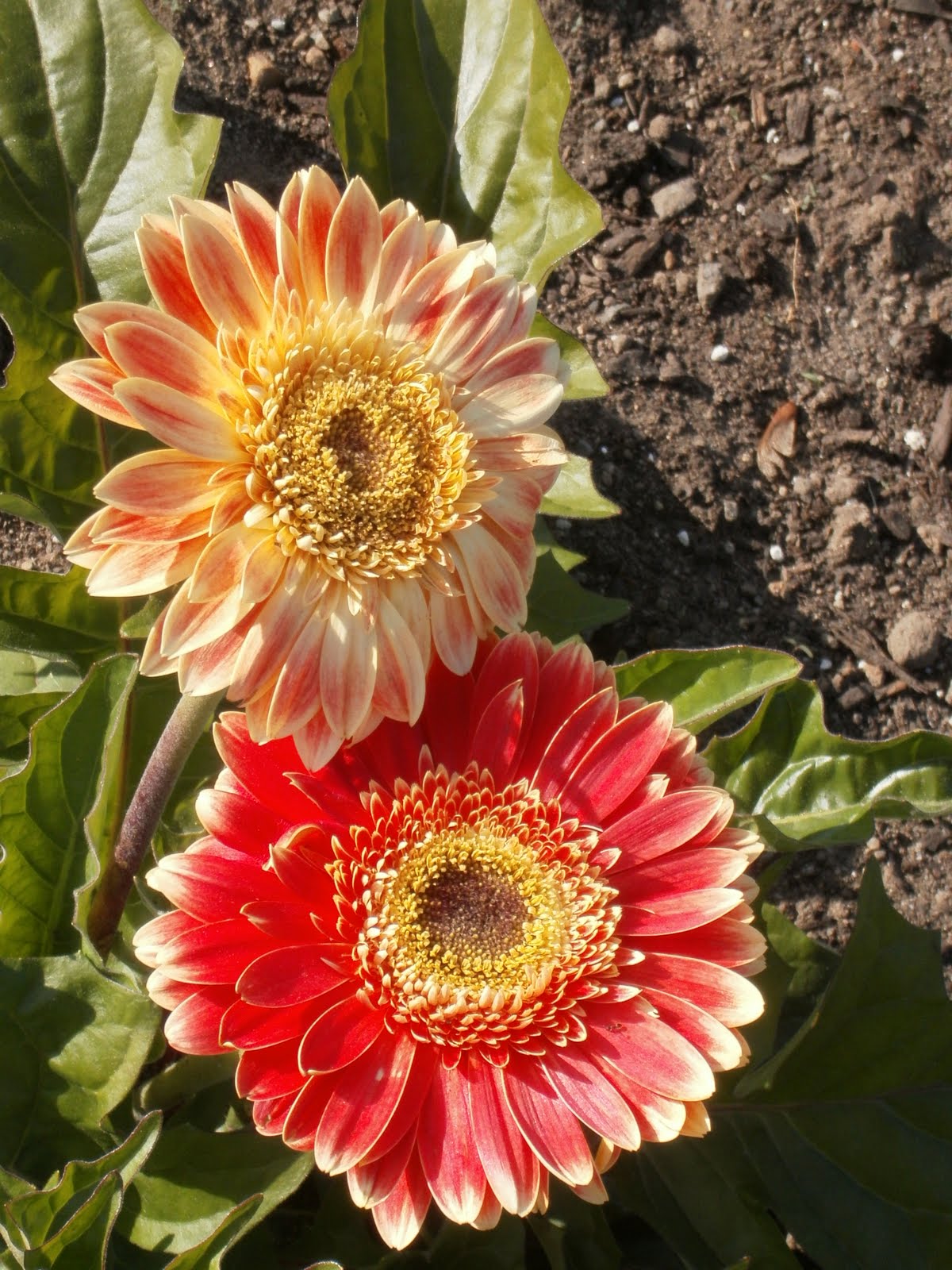 Lees Little Garden: Lollipop Gerbera