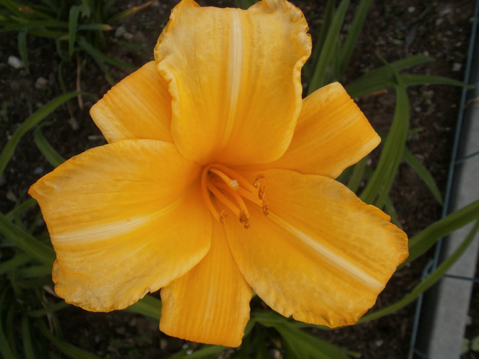 Lees Little Garden Buttered Popcorn Daylily opened today