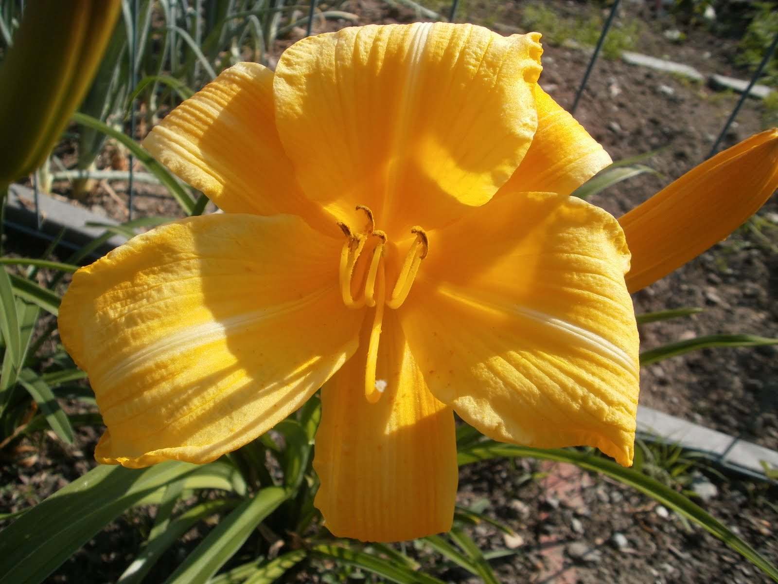 Lees Little Garden Buttered Popcorn Daylily