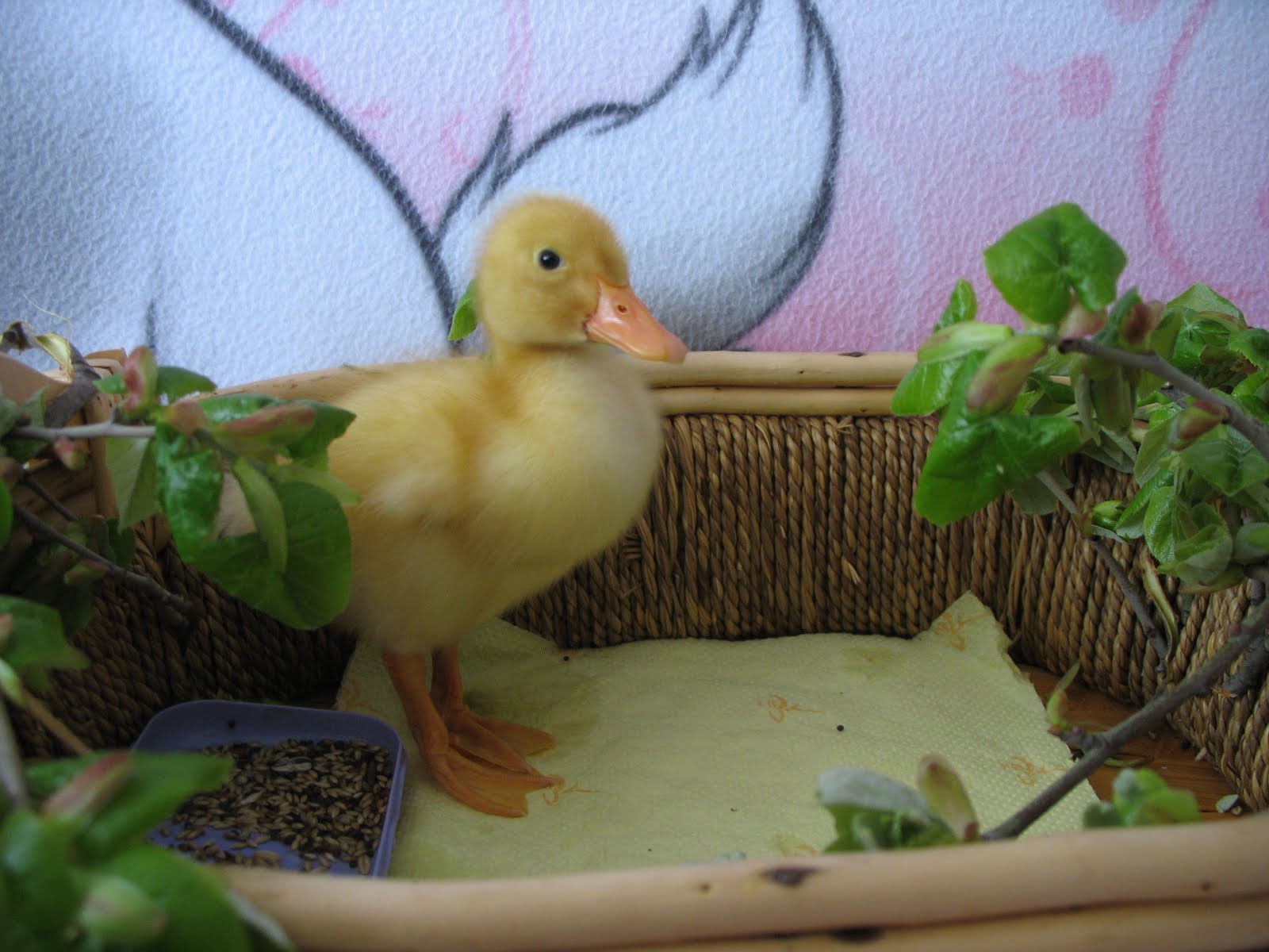 ♥Georgiana's Blog.♥: PUIUL DE RATUSCA
