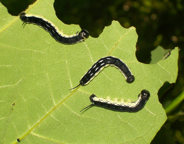 Jadehollow Outdoor Wednesday.. Baby Blue Bird & Catalpa Worms