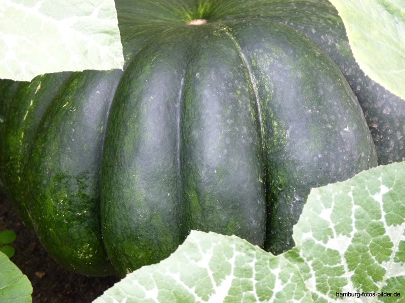 Hamburg Fotos Bilder Fotografien Hamburger Attraktionen