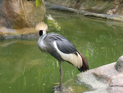 langkawi paradise bird wild park