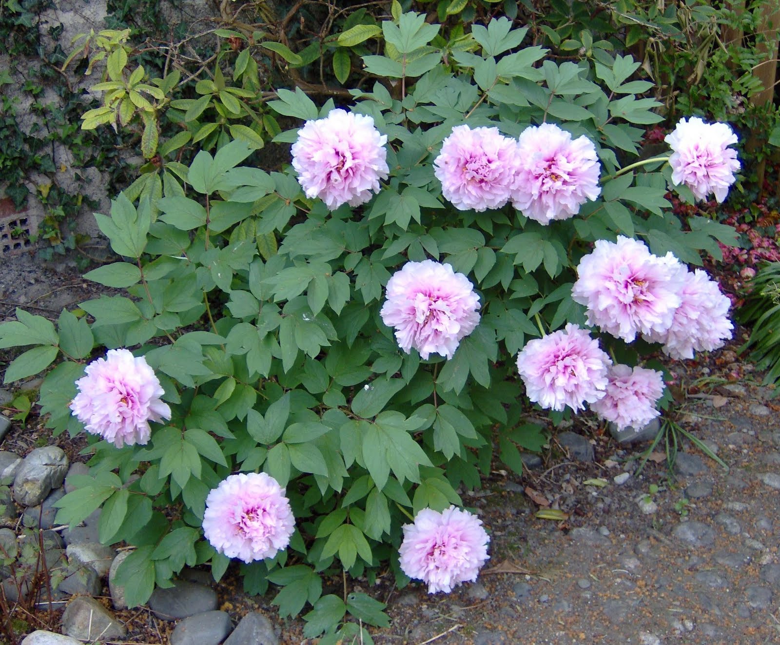 MATIN LUMINEUX: Les fleurs de mon jardin