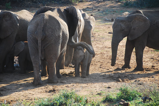 Addo Elephant National Park (parte 1)
