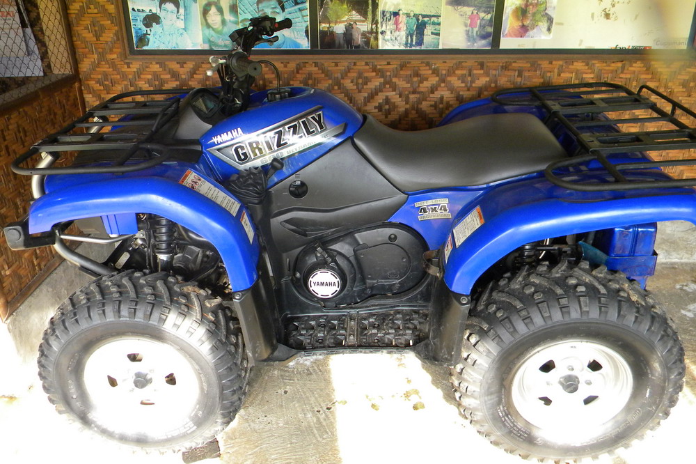 Daytona Grizzly