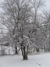 [applesnowsmall.jpg]