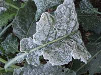 [frosty+kale+leaf+small.jpg]