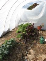 [inside+the+hoophouse+small.jpg]