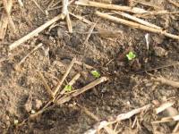 [bok+choi+first+sprouts+small.jpg]