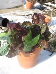 [pot+of+greens+december.jpg]