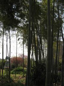 [bamboo+grove+small]