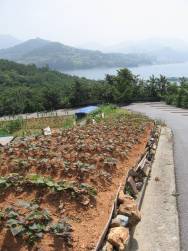 [roadside+garden+with+sea+view]