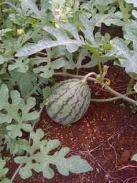 [baby+watermelon]