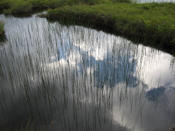 [reed+grass+reflected]
